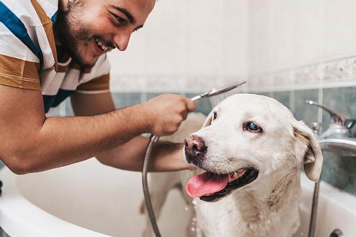 Dog Bath Hacks: How to Keep Dog Hair from Going Down the Drain