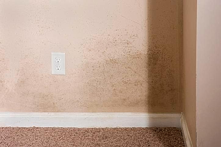 What Causes Mold in a Basement?